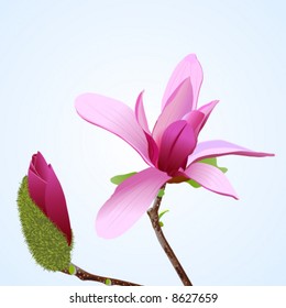 A realistic vector illustration of magnolia flower and bud