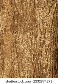 Ilustración vectorial realista del cierre de la corteza de arce. Textura del cañón de Acer. Antecedentes de la madera viva. Piel de la naturaleza forestal.
