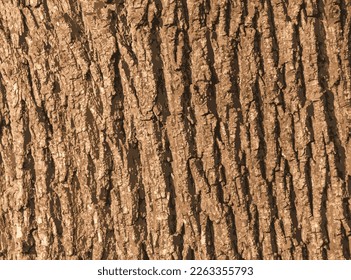 Realistic vector illustration of maple bark close up. Acer barrel texture. Background from living wood. Skin of the forest nature.
