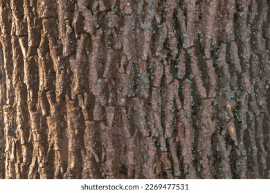 Ilustración vectorial realista del cierre de la corteza de arce. Textura del cañón de Acer. Antecedentes de la madera viva. Piel de la naturaleza forestal.
