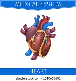 Realistic Vector Illustration Medical System Heart. Banner Image Projection Anatomy Heart. Poster for Detailed Study Structure Cardiovascular System Organism. Isolated on White Background
