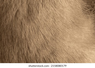 Realistic vector illustration of mink fur texture in light, gray color close up. Animal fur texture.
