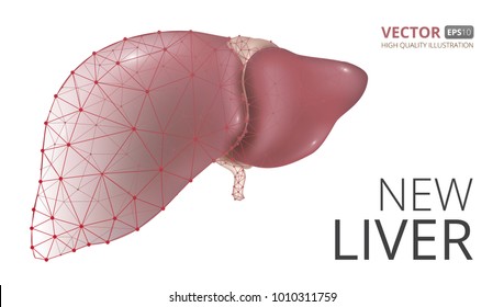 Realistic vector illustration of new human liver consisting of  low-poly geometry, lines and dots isolated on white background. Perfect to use for advertising design and other creative projects