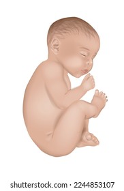 Realistic vector illustration of a newborn little baby in white background. Sleeping baby