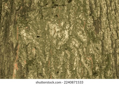 Realistic vector illustration of oak bark close up. The texture of the trunk of the Quercus petraea oak or Georgian oak. Background from living wood. Skin of the forest nature.