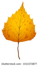 Realistic vector illustration of one autumn birch leaf isolated on white background.