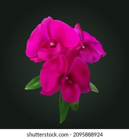 Realistic vector illustration of  Phalaenopsis orchid flowers, isolated on dark background. Perfect for posters, book covers, flower market, web design, online shopping icons, decoration