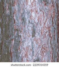 Realistic vector illustration of a pine bark close-up. Texture of Pinus strobus or Weymouth pine trunk. Background from living wood. Skin of the forest nature.
