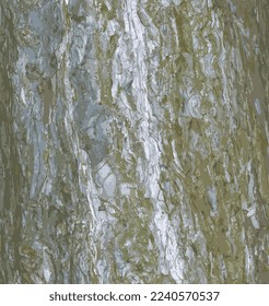 Ilustración vectorial realista de un acercamiento de la corteza de pino. Textura del estrobus de Pinus o del tronco de pino de Weymouth. Antecedentes de la madera viva. Piel de la naturaleza forestal.