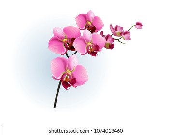 Realistic vector illustration of pink orchid branch. Phalaenopsis, blossom, houseplant. Flowers concept. For topics like beauty, botany, spring