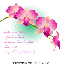 Realistic vector illustration of pink orchid branch. Phalaenopsis, blossom, houseplant. Flowers concept. For topics like beauty, botany, spring