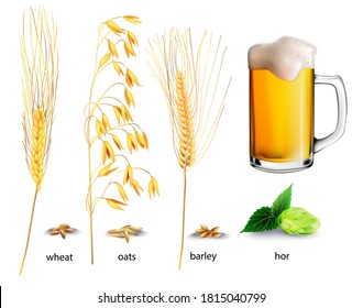 
Realistic vector illustration of plants and glasses of beer. Isolated image of beer, hops, wheat, oats, barley. Drawing of edible plants. Ingredients for brewing beer. Oktoberfest.