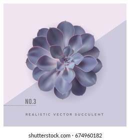 realistic vector illustration of a purple succulent plant (echeveria), top view / flat lay