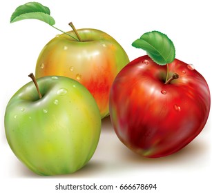 Realistic vector illustration of red green and orange apples