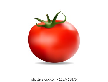 realistic vector illustration of a red tomato on a white background