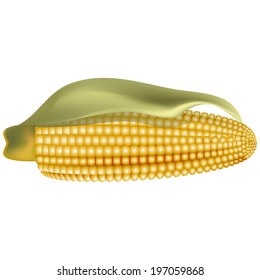realistic vector illustration of ripe ears of corn with one green leaf