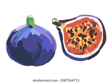 Realistic vector illustration of ripe fig fruit and slice. Watercolor or oil painting style hand drawn illustration. Mediterranean design elements for invitations, greeting cards, prints, posters.