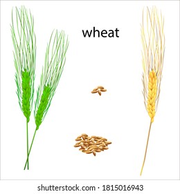 
Realistic vector illustration of ripe and green ears. Isolated image of wheat grains. Drawing of edible plants. Ingredients for making bread and beer.