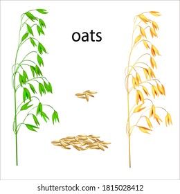 
Realistic vector illustration of ripe and green ears. Isolated image of oat grains. Drawing of edible plants. Ingredients for cooking.