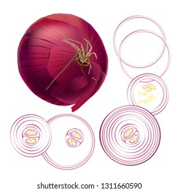 Realistic vector illustration of ripe red purple fresh onion with roots and onion rings on the white background