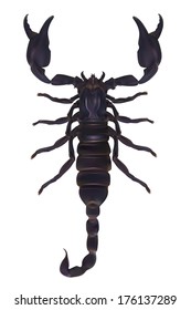 Realistic Vector illustration. Scorpion