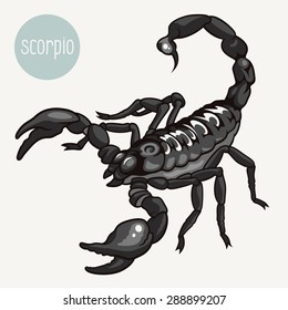 Realistic vector illustration of a scorpion isolated on white