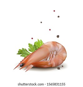 realistic vector illustration of a shrimp
