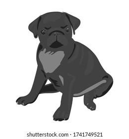 Realistic vector illustration of sitting pug dog. Art in grayscale isolated on white background. For veterinary clinics, pet products, dog handlers. Can be used as mascot