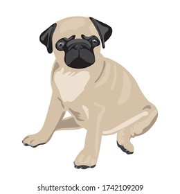 Realistic vector illustration of sitting pug dog. Colored isolated character on white background. For veterinary clinics, pet products, dog handlers. Can be used as mascot