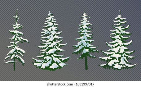 Realistic vector illustration of a spruce tree in the snow on a transparent background. Green fluffy pine isolated on a white background. Winter snow-covered trees. Elements for the Christmas scene.