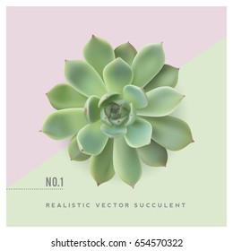 Realistic Vector Illustration Of A Succulent Plant (echeveria), Top View