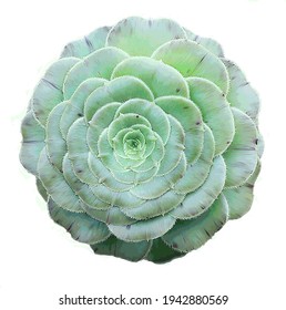 Realistic vector illustration of succulent rosette. Aeonium tabuliforme