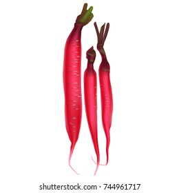 Realistic vector illustration of three red fresh long radish on the white background