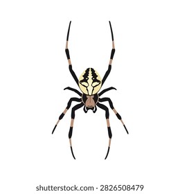 Realistic Vector Illustration of a Yellow Garden Spider Argiope Aurantia Isolated on White Background
