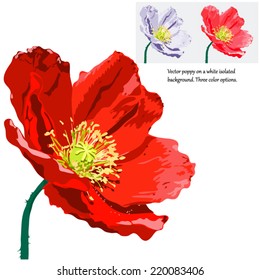 Realistic vector image of a large decorative poppy revealed flower on isolated background (set of white, red, scarlet