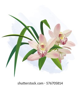 Realistic vector image of pink Orchid