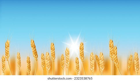 Ein realistisches Vektorbild mit einem goldenen Weizenfeld auf dem Land. Perfekt für land-, landwirtschafts- und nahrungsmittelbezogene Designs. Illustration von reifen Weizenpflanzen unter blauem Himmel