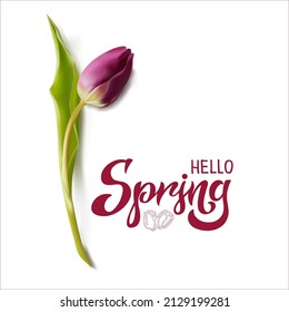 realistic vector image of a tulip