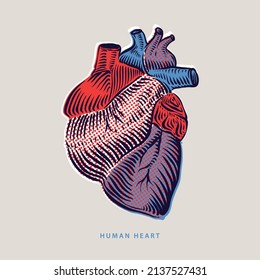 Un vector realista aisló el corazón humano. Corazón anatómicamente correcto con sistema venoso