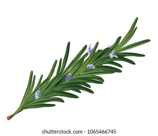 114,715 Rosemary oil Images, Stock Photos & Vectors | Shutterstock