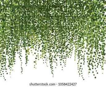 realistic vector ivy plant isolated on white background. Floral design elements. ivy wall background. greenery vector illustration. climbing plant leaves. texture background card website banner