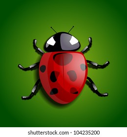 Realistic vector ladybug