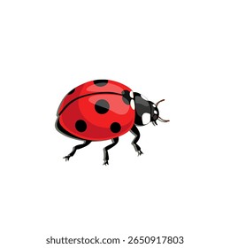 Vetor realista de uma joaninha no fundo branco. Adequado para biologia de insetos, projetos da primavera, visuais ecológicos e ilustrações de natureza educacional