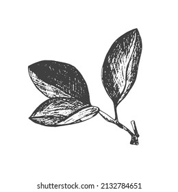 Realistic vector leaves. Vector ink element isolated on white background.