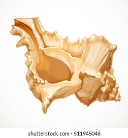 Realistic vector object seashell isolated on white background