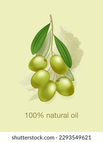 Realistic vector olive branch. 100 percent natural oil. Label, banner, etc