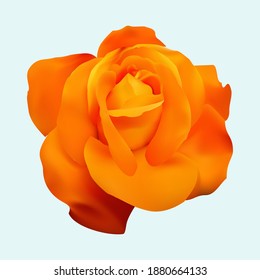 realistic vector orange rose which is attractive for design needs.