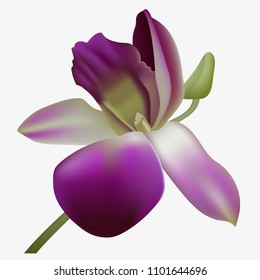 Realistic vector orchid. A blossoming flower bud of a purple hue.