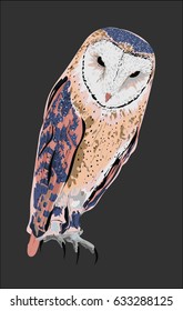Realistic vector Owl Isolated on Dark Background