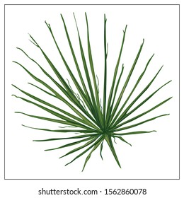 Realistic vector palm leaf. Isolated silhouettes of tropical plants on a white background.